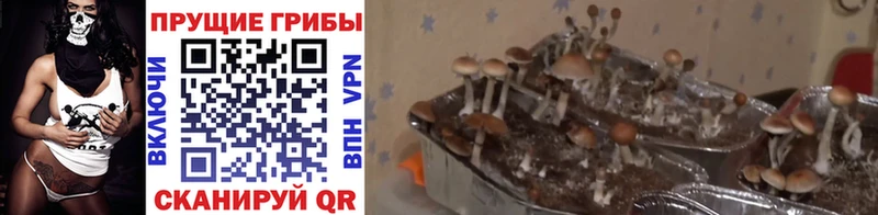 Купить закладки  Кинель  Галлюциногенные грибы мицелий 