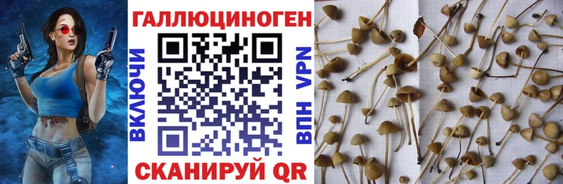 Псилоцибиновые грибы мицелий Кинель